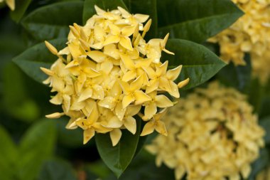 Yellow Ixora Flowers clipart