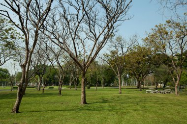 yeşil park