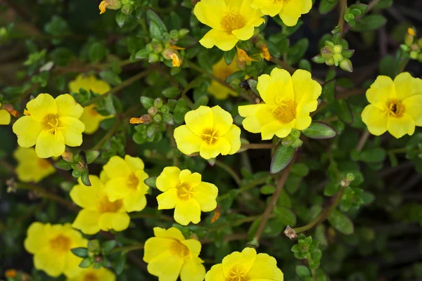 Yellow Portulaca Flowers — Stock Photo, Image