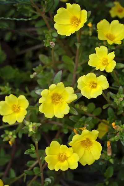 Portulaca sarı çiçek — Stok fotoğraf