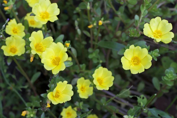 portulaca sarı çiçek