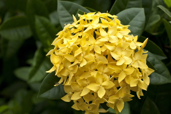 stock image Yellow Ixora Flowers