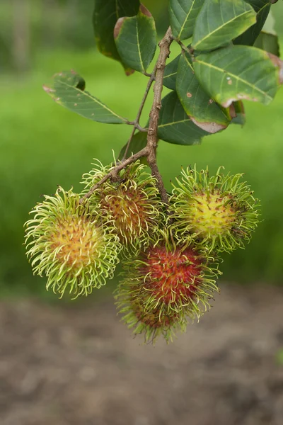 Rambutan meyve