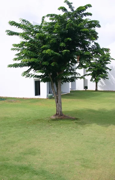 Дерево на зеленому полі — стокове фото