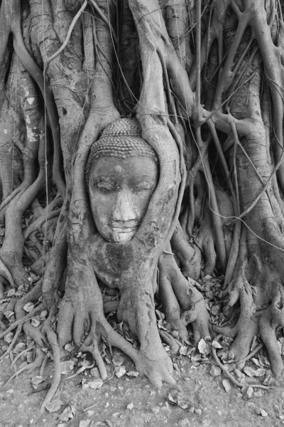Buddha Head, Ayuthaya — Stock Photo, Image