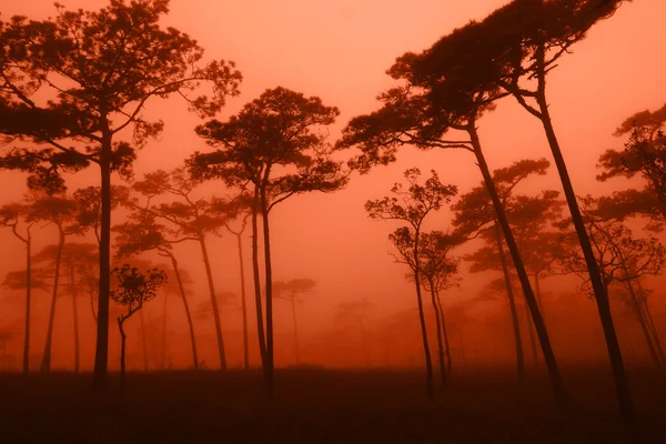 松の森 — ストック写真