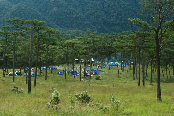 Eine Gruppe Zelte im Kiefernwald — Stockfoto