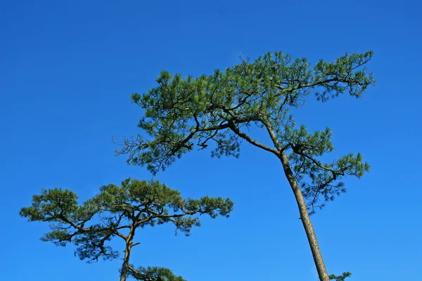Pinheiro com céu azul — Fotografia de Stock