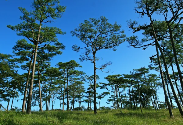 stock image Pine Forest in the Morning