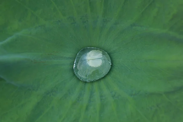 Water druppels op een waterlelie-blad — Stockfoto