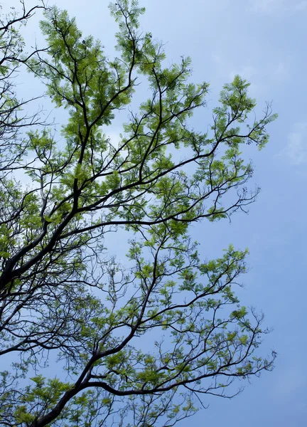 木と緑の葉 — ストック写真