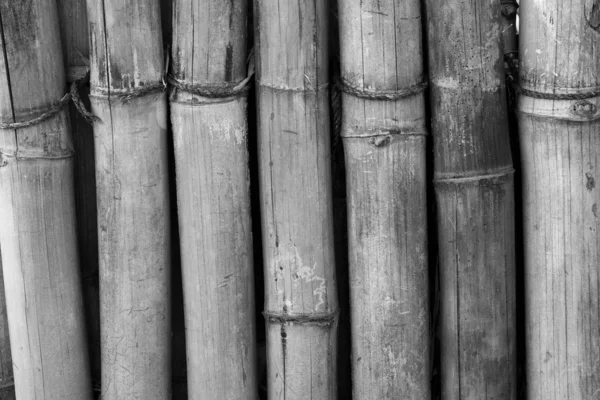 Bakgrund till bambu — Stockfoto