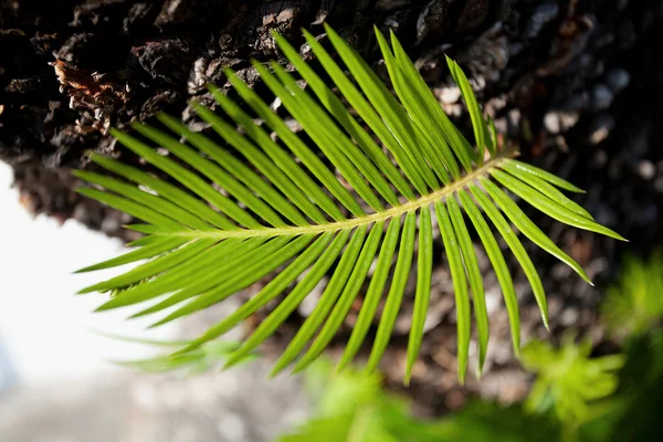 Зелена рослина нового життя — стокове фото