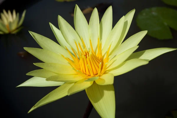 Yellow waterlily — Stock Photo, Image
