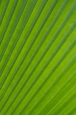 hoja del árbol de palma verde como fondo