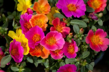 Portulaca Flowers clipart