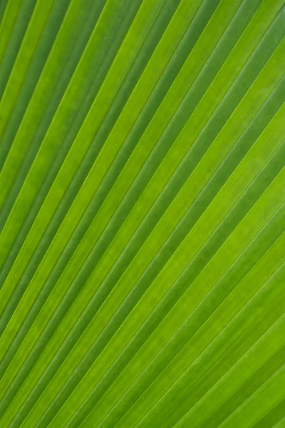 Foglia di palma verde come sfondo — Foto Stock