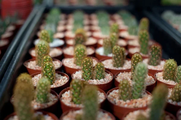 Cactus in een pot — Stockfoto