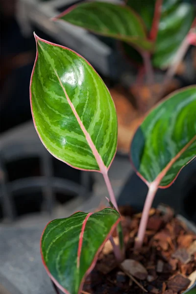 stock image Green leaf