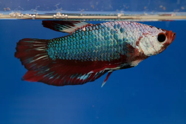 Сіамські файтинг риби — стокове фото