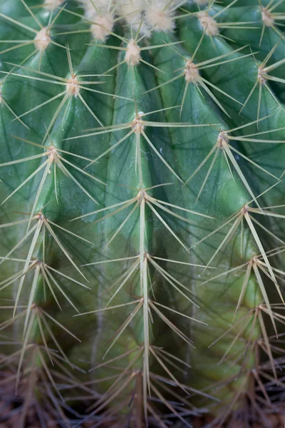 Cactus thorns — Stock Photo, Image