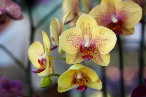 Sarı Orkide — Stok fotoğraf