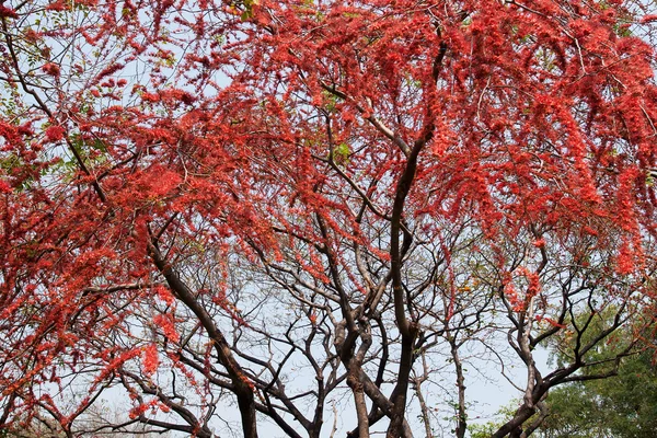 stock image Park with red flower tree