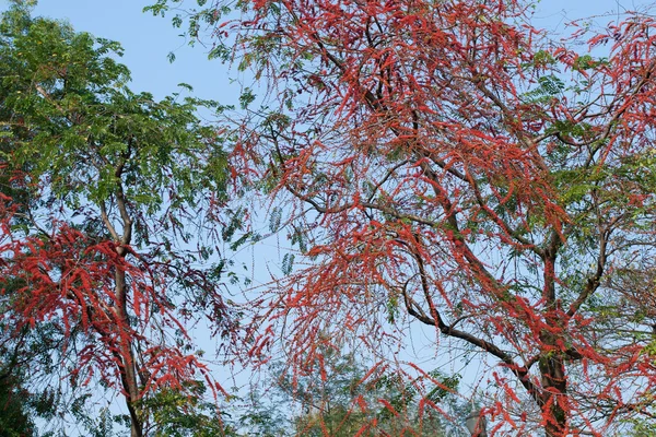 stock image Park with red flower tree