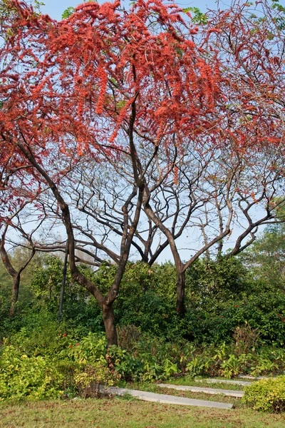 Πάρκο με δέντρο κόκκινο λουλούδι — Φωτογραφία Αρχείου