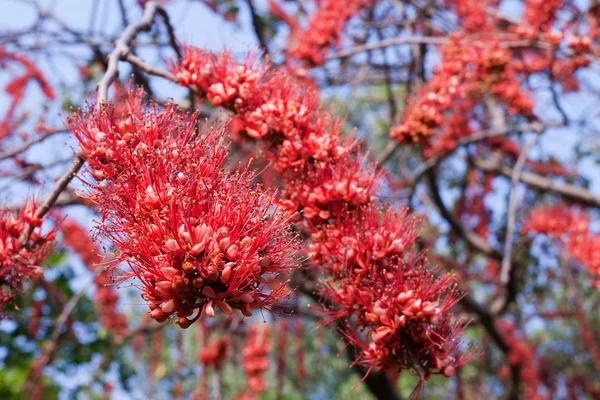 stock image Park with red flower tree