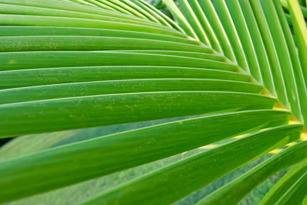 Yeşil Hindistan cevizi yaprağı — Stok fotoğraf