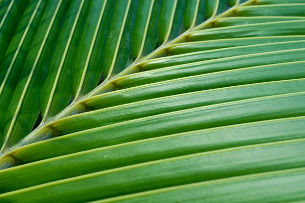 Gröna kokos blad — Stockfoto