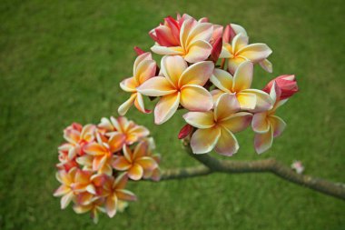 Plumeria çiçekler