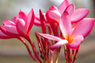 Plumeria flowers clipart