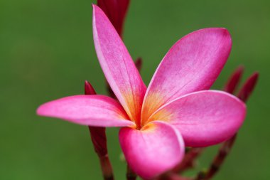 Plumeria çiçekler