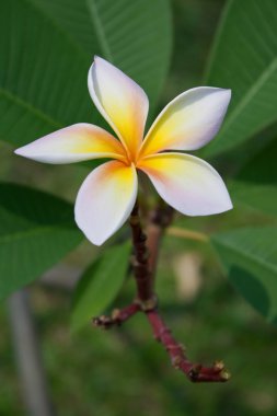 Plumeria çiçekler