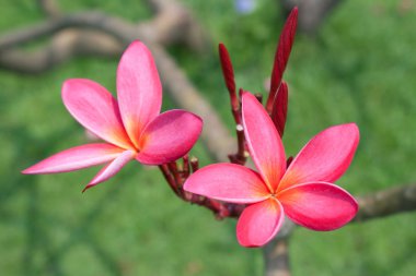 Plumeria çiçekler