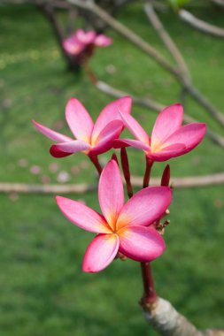 Plumeria çiçekler