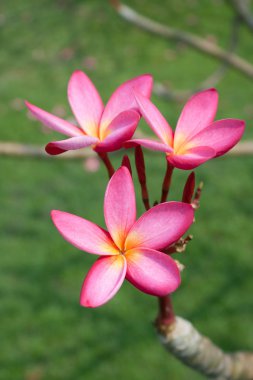 Plumeria çiçekler