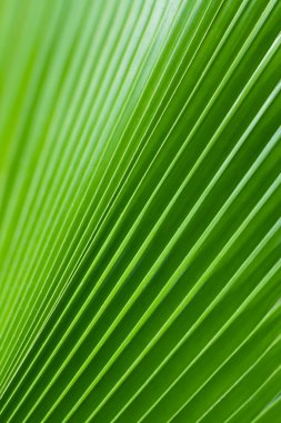 hoja del árbol de palma verde como fondo