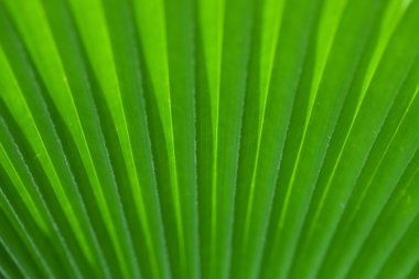 Green palm tree leaf