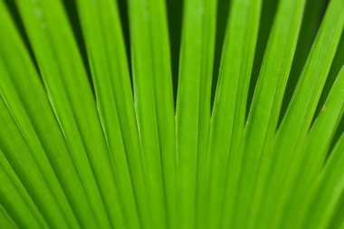 Green palm tree leaf