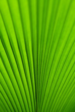 Green palm tree leaf