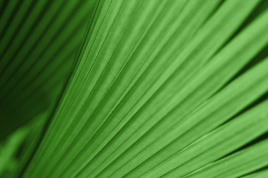 Green palm tree leaf