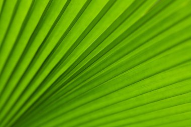 Green palm tree leaf