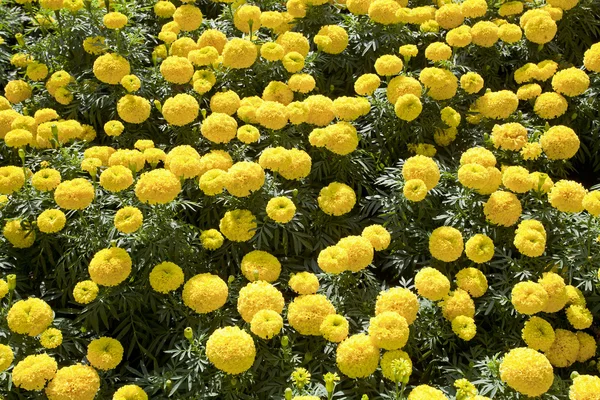 Goudsbloem bloemen — Stockfoto