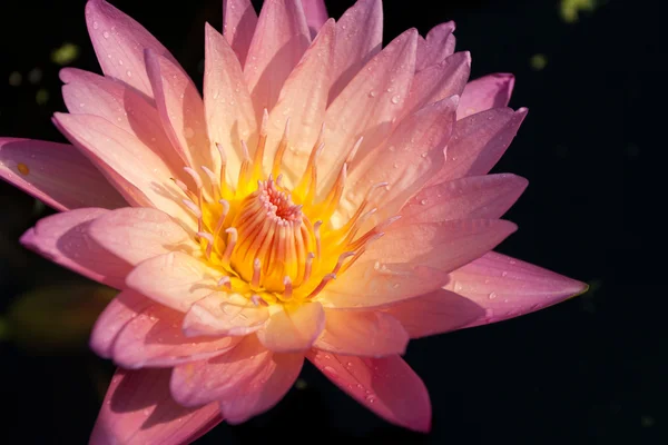 Розовая лилия Wate — стоковое фото