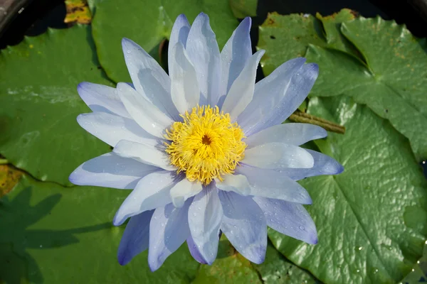 Blauwe wate lily — Stockfoto