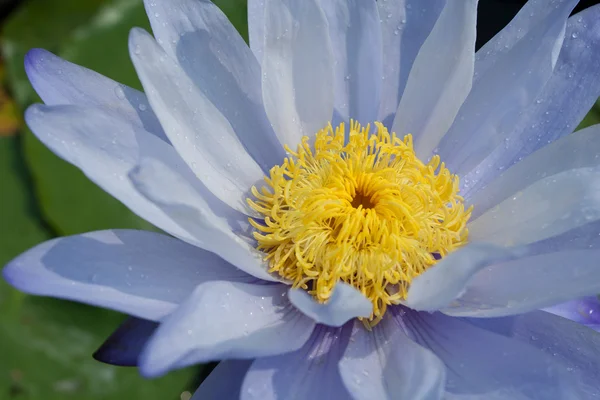 Lily água azul — Fotografia de Stock