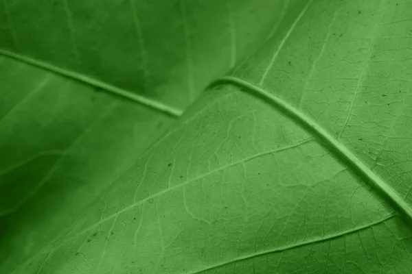 Abstract green leaf background — Stock Photo, Image